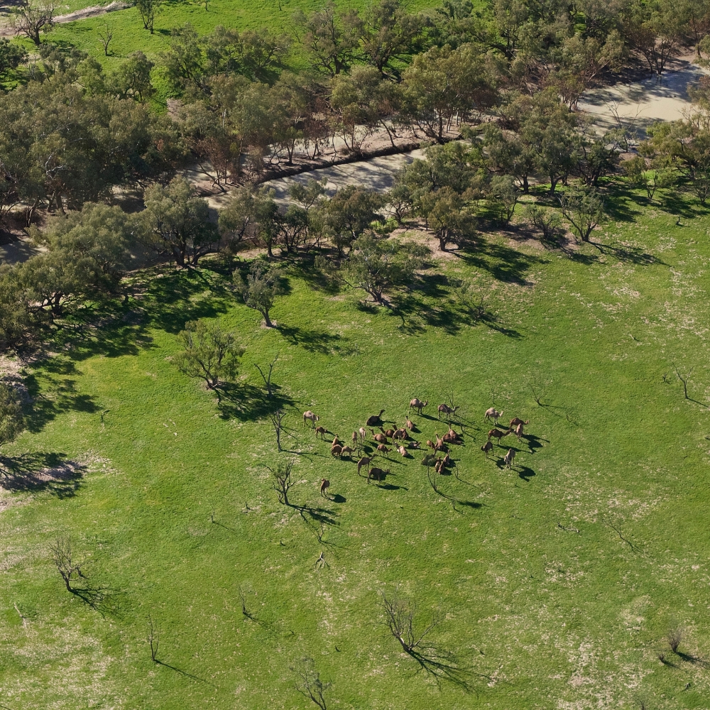 Ridges and gorges of the Flinders Ranges from above