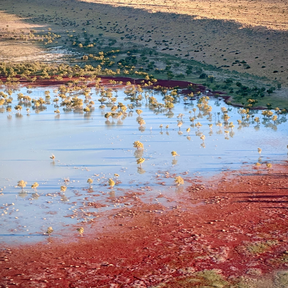 Pelicans and birdlife on the flooded inland sea